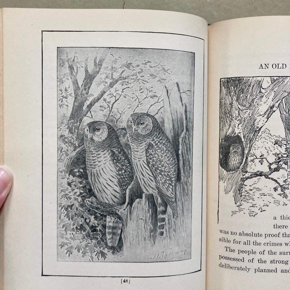 1929 Stories of Bird Life Pearson Animals Audubon Preservation Birds Birdwatcher - Picture 5 of 16